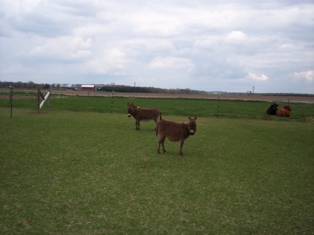 cheenamuffinwiththecowsinthebackground.jpg