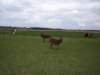 cheenamuffinwiththecowsinthebackground_small.jpg